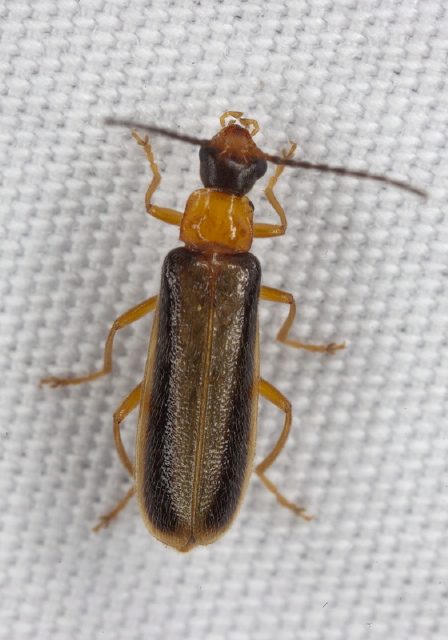 Rhagonycha sp. Cantharidae