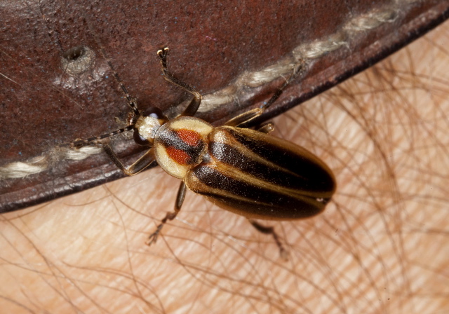 Photuris sp. Lampyridae