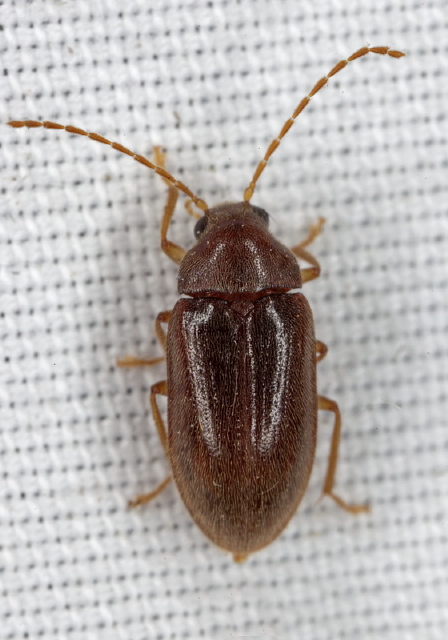 Ptilodactyla sp.? Ptilodactylidae