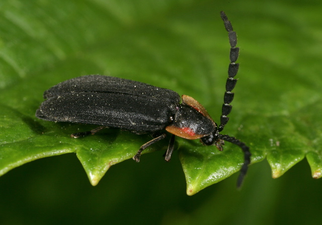 Lucidota atra Lampyridae