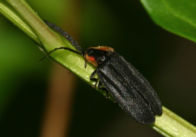 Lucidota atra Lampyridae