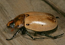 grapevine_beetle1639