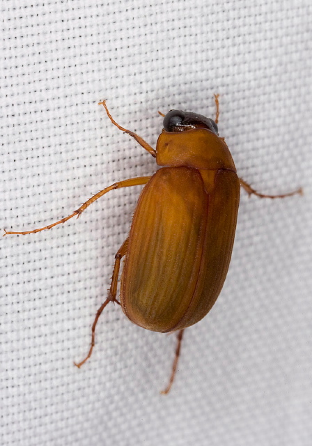 Nipponoserica peregrina Scarabaeidae