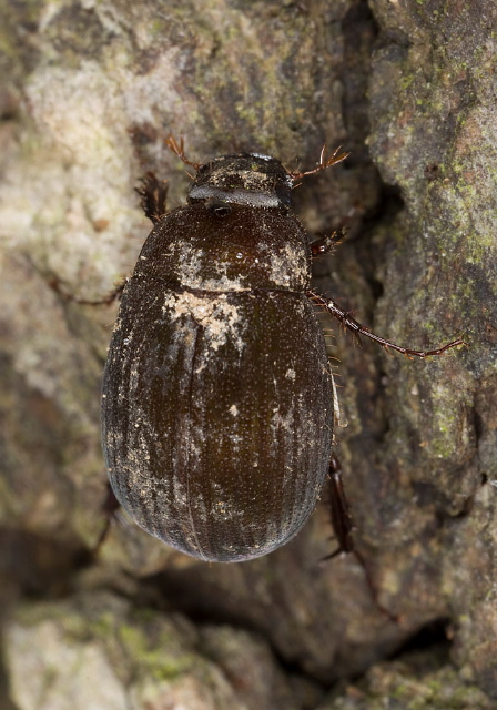 Serica iricolor? Scarabaeidae