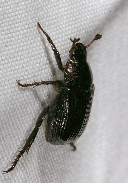 Anomala orientalis? Scarabaeidae