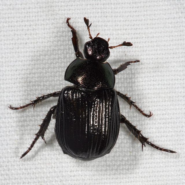 Anomala orientalis? Scarabaeidae