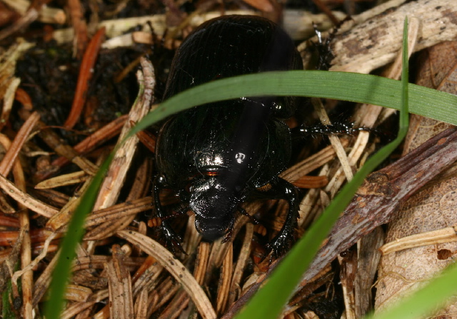 Geotrupes hornii Geotrupidae