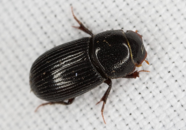 Ataenius strigatus Scarabaeidae