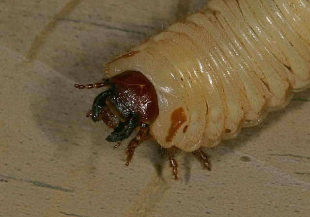 Cotinis nitida Scarabaeidae