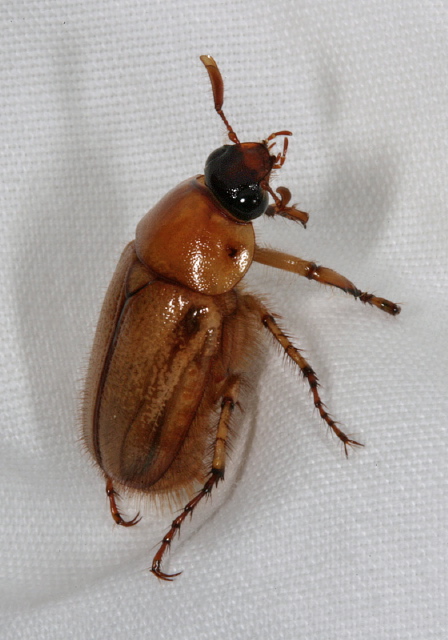 Cyclocephala borealis Scarabaeidae