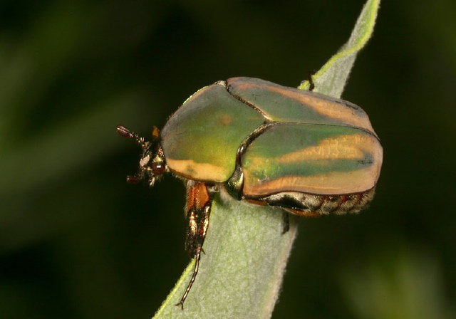 Cotinis nitida Scarabaeidae