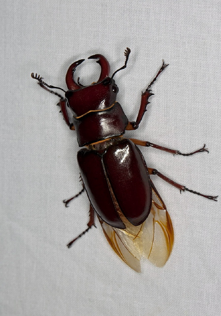 Lucanus capreolus Lucanidae