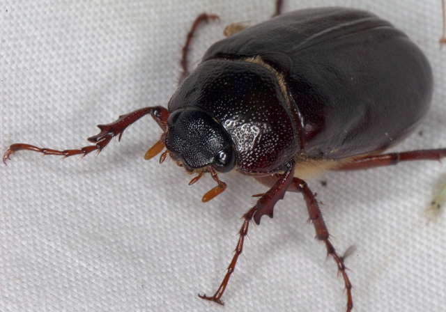 Phyllophaga sp. Scarabaeidae