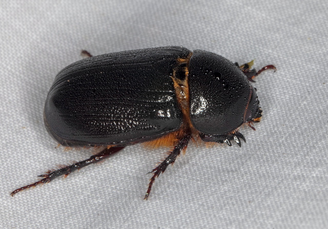 Tomarus relictus Scarabaeidae