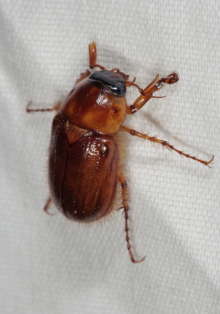 Cyclocephala borealis Scarabaeidae