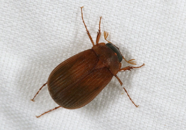 Nipponoserica peregrina Scarabaeidae