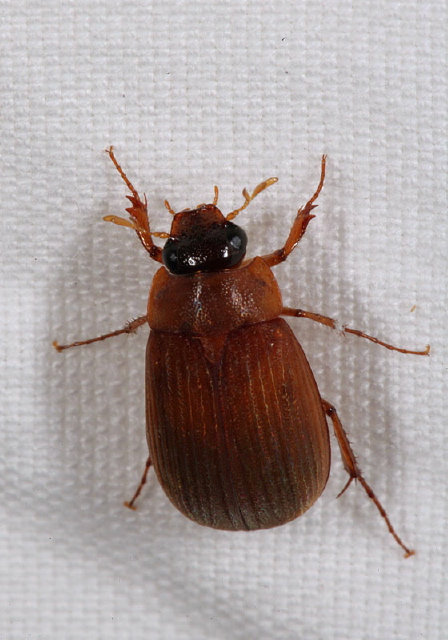 Nipponoserica peregrina Scarabaeidae