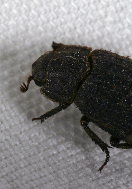 Trox sp. Trogidae