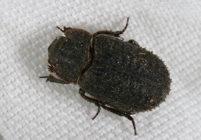 Trox sp. Trogidae