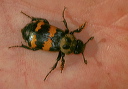 nicrophorus_tomentosus937