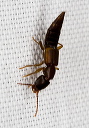 rove_beetle_0037