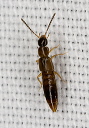 rove_beetle_2039