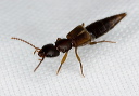 staphylinidae_1203