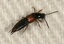 staphylinidae_zh3z2025