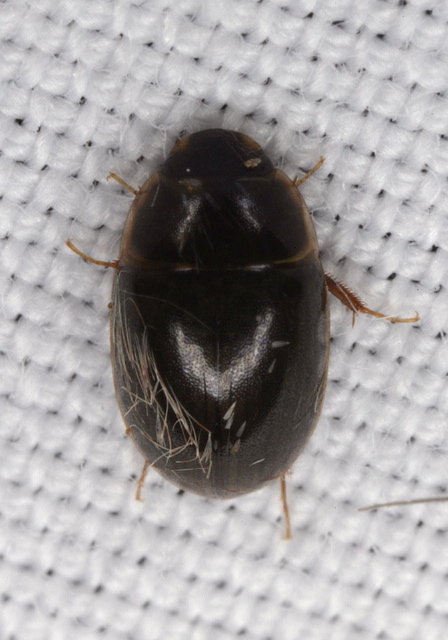 Enochrus sp. Hydrophilidae