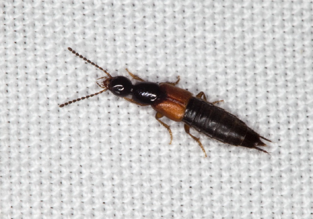   Staphylinidae