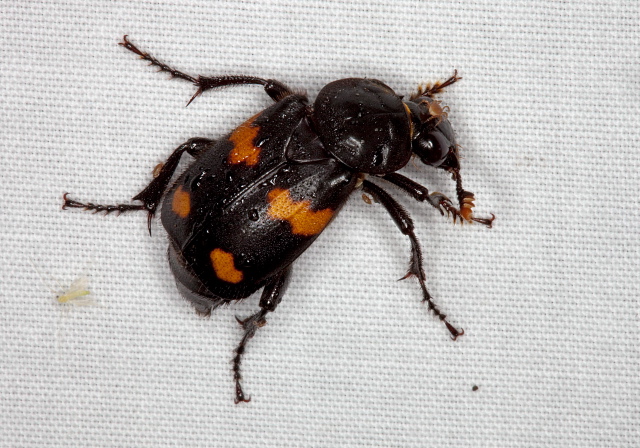 Nicrophorus orbicollis Silphidae