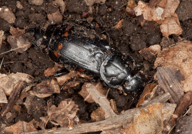 Nicrophorus pustulatus Silphidae