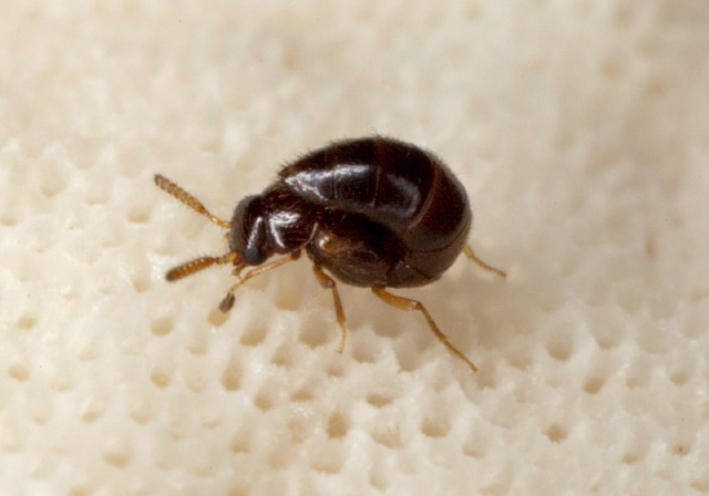   Staphylinidae