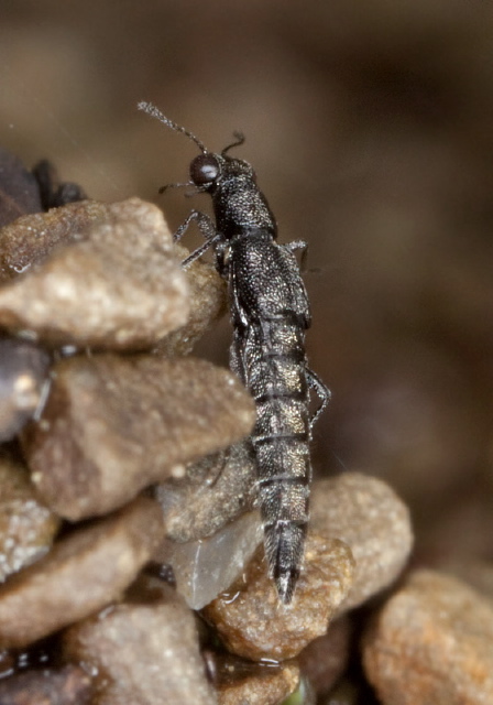 Stenus sp. Staphylinidae