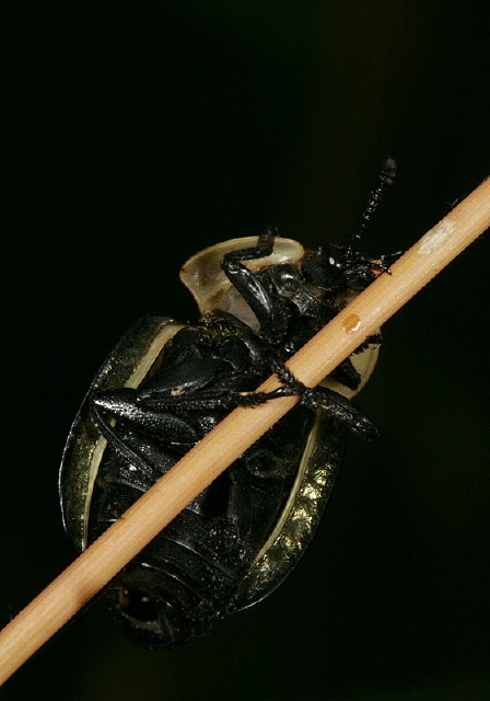 Necrophila americana Silphidae