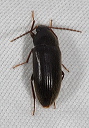 hymenorus1818