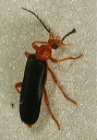 neopyrochroa_flabellata1575