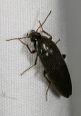 synchroa_sp0757