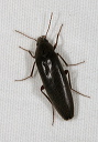 synchroa_sp0813