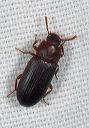 tenebrionidae8291