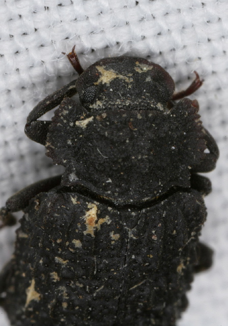 Bolitophagus corticola Tenebrionidae