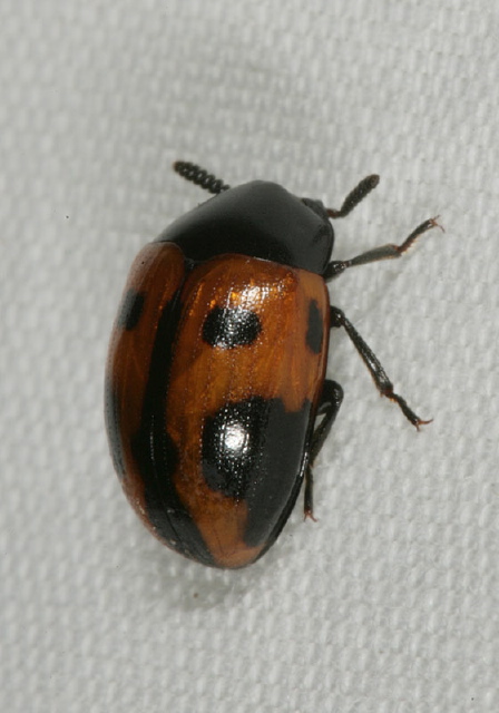 Diaperis maculata Tenebrionidae