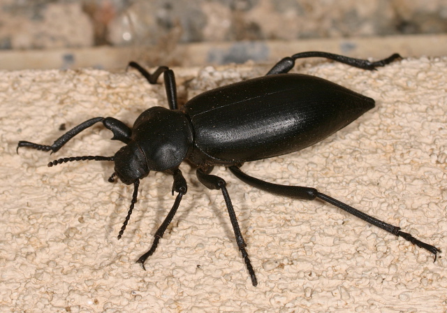 Eleodes acuticauda Tenebrionidae