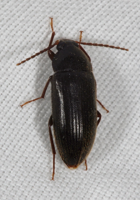 Hymenorus sp. Tenebrionidae