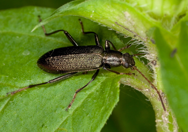 Arthromacra aenea Tenebrionidae