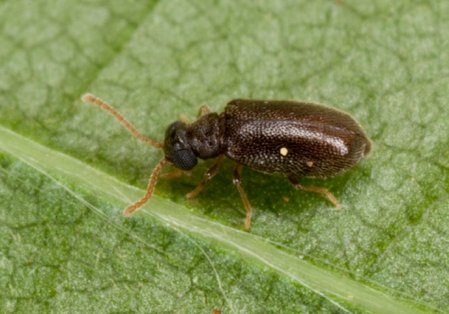 Cnopus Aderidae