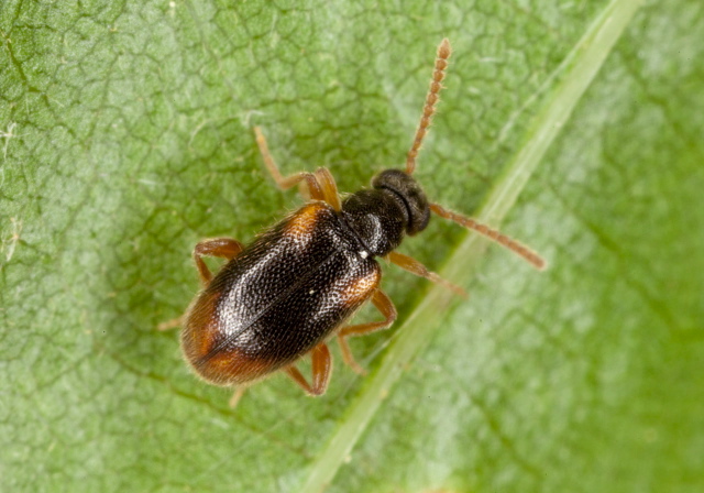 Zonantes fasciatus Aderidae