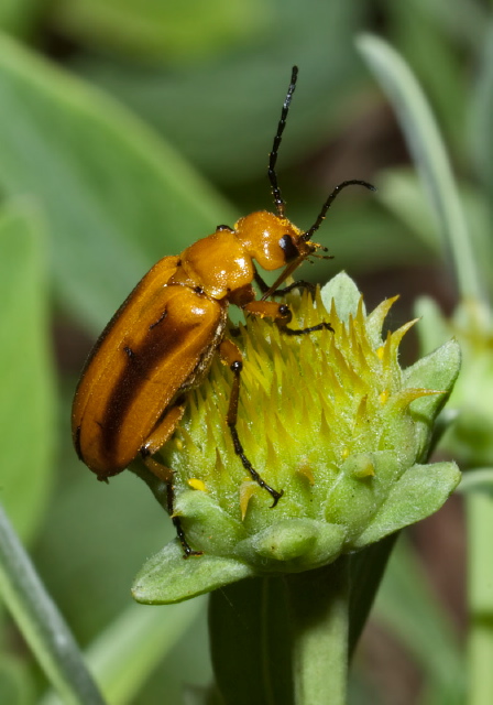 Nemognatha punctulata Meloidae