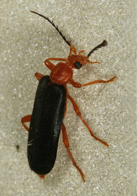 Neopyrochroa flabellata Pyrochroidae