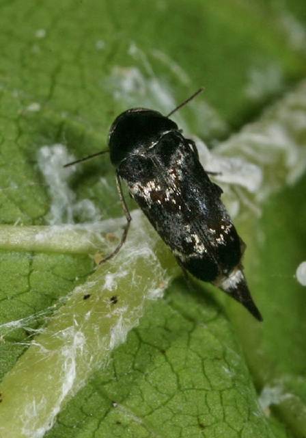 Mordella marginata Mordellidae